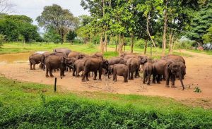 The Udawalawe Elephant Transfer Home